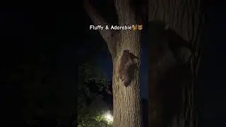 Nature&rsquo;s Tiny Treasures🐻🐿️🦝#canada🇨🇦#calmslips12#nature #yt #wildlife #fluffyfriends#shorts#fyp