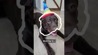 The Outline Trend  with Labrador Retriever  (viral tiktok) ✍ #shorts