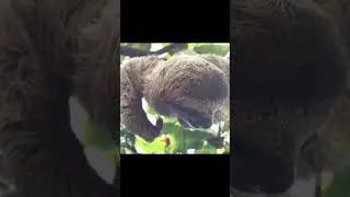 Sloth hanging upside down - #shorts