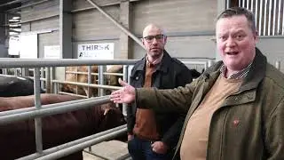 Thirsk Bull Auction
