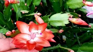 Cactus de Navidad: cuidados, fertilización, trasplante, sustrato ║Orquídeas en el mundo