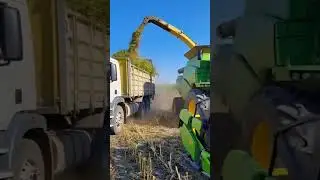 #pigfeed #automobile #shortvideo #farm #johndeere #shortsviral