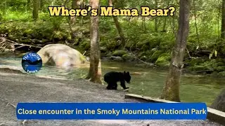 RVing Tennessee | Great Smoky Mountains Adventure | Driving Tour | Bear Sighting 🐻 | Episode 39