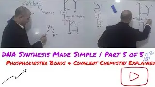 DNA Synthesis Made Simple | Part 5 of 5  ,Phosphodiester Bonds & Covalent Chemistry Explained