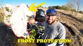 What To Use to Frost Protect Your Plants?