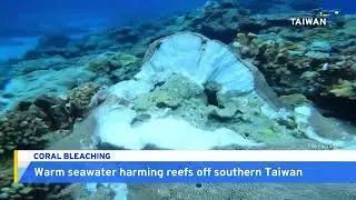 Coral Reefs off Southern Taiwan Suffer Extensive Bleaching | TaiwanPlus News