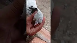 kabutar reels video #subscribe #pigeon #birds #kabootar #shortvideo #viralvideo #kabootarshorts