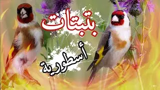بتبتة حسون قوية ومركزة لتحفيز الذكور على التغريد المتواصل 🎶بتبتات حسون نادرة لعلاج الصمت و الخمول💯🔥