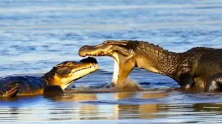 Crocodile vs Python: Ultimate Battle for Survival Caught on Camera!