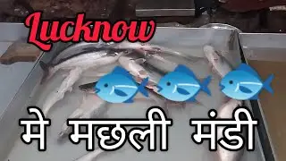 machli mandi # machlimandi#trending #viralvideo #lucknow #mandi #fishingvideo