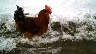 Angry Rooster Attacks Man