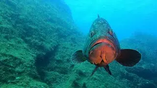 Diving Pianosa Marine Park September 2020 (Elba, Italy)
