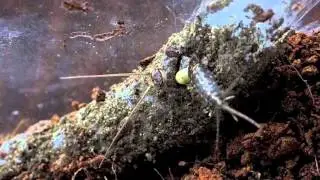 Spider attack insect - Atypus muralis feeding Ctenolepisma lineata