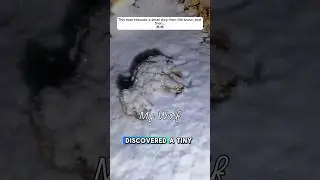 Man Accidentally Rescues A Baby Wolf from Snow!#animalstories #pets #animalrescue #wolf #puppy