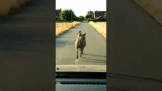 Timon & Pumpaa Caught in Real Life! 😂 🐗 #timonandpumba #fyp #funnyanimal