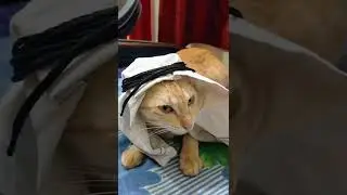 Arabic Cat ! boro boro  #shorts #arash #boroboro