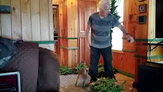 Christmas Tree Assembly With Puss 2025