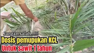 PEMUPUKAN KCL PADA SAWIT USIA 1 TAHUN (TBM) 