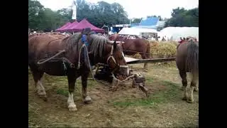 2015 Plougoulm - Gouel en aost