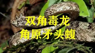 双角毒龙：角原矛头蝮（Protobothrops cornutus）