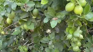 ଆସନ୍ତୁ ଦେଖିବା ଆମ ବାରିରେ କି କି ପରିବା ଲାଗିଚି🥬👀😱 #trending #food #viral  #odiavlogs #odiajhia 