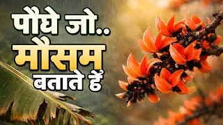 पौधें जो मौसम बताते हैं|Nature weather indicators|Amezing plant facts Hindi 