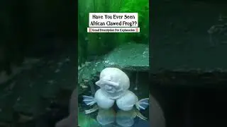 African Clawed Frog 🐸