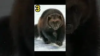 Secrets of the WOLVERINE: 5 Amazing Facts That Will Leave You Amazed