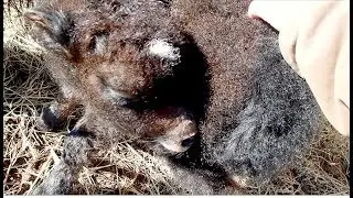 Baby Yak - 3 days old!  2019