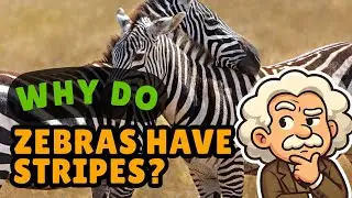 Почему у зебр полосы? | 1.1