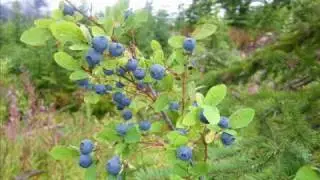 Q̓wel&aacute;w̓em - Berry Picking - A St̓&aacute;t̓imc Song