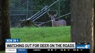 Kentucky transportation officials issue annual &lsquo;Antler Alert&rsquo; for drivers amid fall season