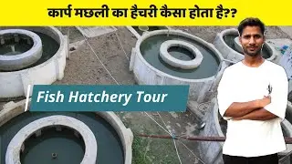 कार्प हैचरी कैसे शुरू करें? Spawn Production in Hatchery| Carp Hatchery Full Guide