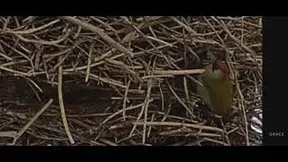 Dzięcioł zielony szuka pokarmu w gnieździe bocianim w Bieczu /PL.. 07.01.26