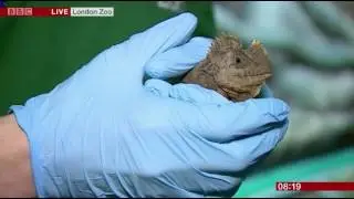 Carol Kirkwood at ZSL London Zoo Reptile House - Chameleon Forest Dragon - 3 Jan 2017 - 8 of 9