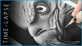 Realistic Eagle Drawing Timelapse ✏️ Pencil Art in Motion