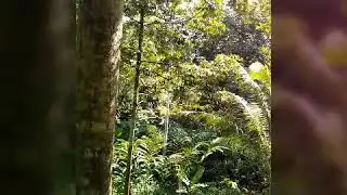 Collect Durian at farm with my cat 🐈