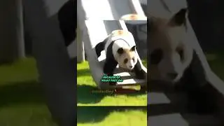 Panda Is The DUMBEST Creature!