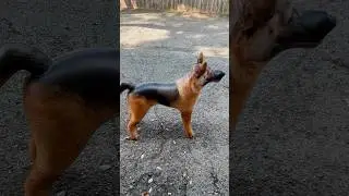 Необычный реквизит: надувные шорты для собак