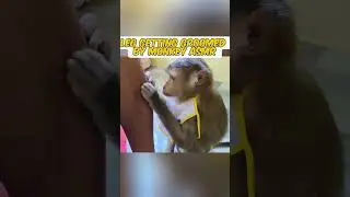 Leg gets groomed by monkey asmr #asmr #monkey #grooming