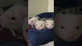 Day in the life of an animal care assistant