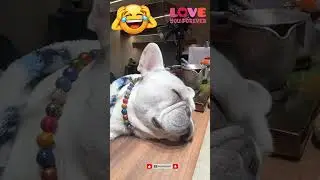 My Dog's Snoring is My New Makeup Soundtrack 🎶🐶 #funny #pets #shorts #viral