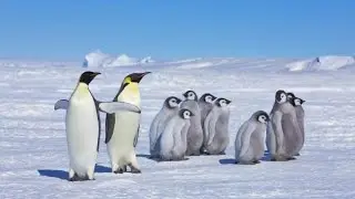 Pasamos el tiempo en el buen Fall Guys - Argentina - Chaco