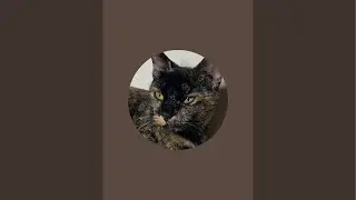 Kuntry Kittens is live! -Dinner Time
