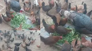 आज फ्री वेस्टेज में मुलियो के पत्ते दिए। ओर मुर्गियां बिकाऊ है सभी।#roosterfarm#chicken#agriculture