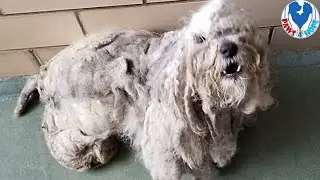 Rescue Poor Dog With 4 lbs Of Matted Fur All Over His Body Was Found Under a Bush In Terrible Shape