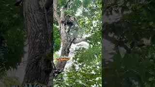 Insane Tree Cutting Skills 🌲 | Pro Chainsaw Operator
