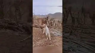 Cat Catches Bird in Mid Flight😲🐱Cat's crazy hunting skills🐱😲