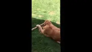 Stick-Twirling Dog