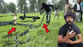 &ldquo;मौत से सामना! खतरनाक किंग कोबरा का रेस्क्यू&rdquo; Murliwale Hausla